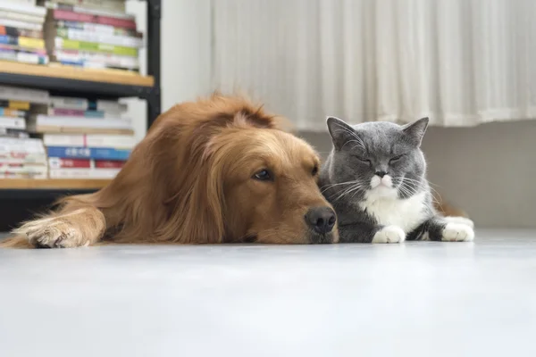Kediler ve köpekler birlikte yatmak — Stok fotoğraf