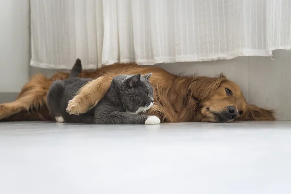 Hunde und Katzen kuscheln zusammen — Stockfoto