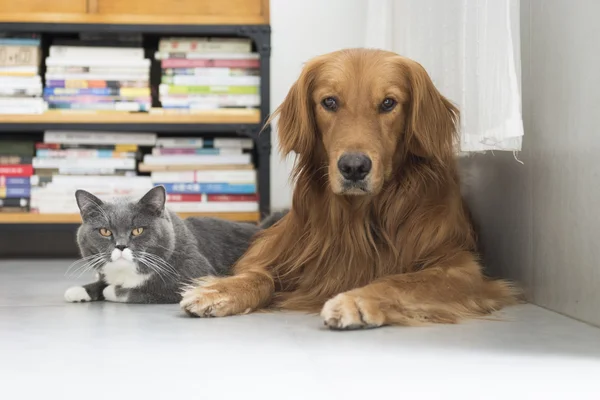 Σκύλοι και cats χώνομαι κοινού — Φωτογραφία Αρχείου