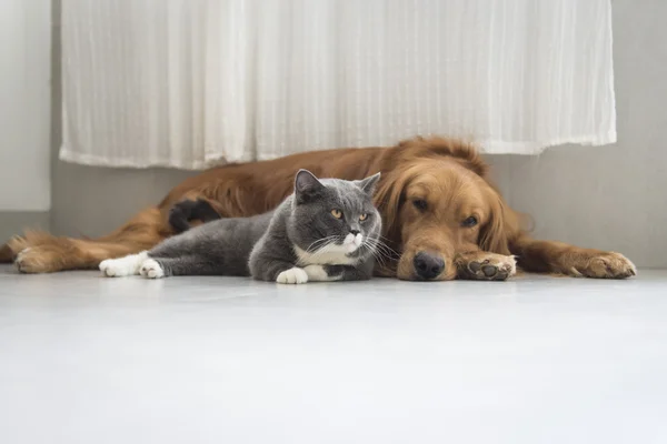 Cães e gatos aconchegar juntos — Fotografia de Stock