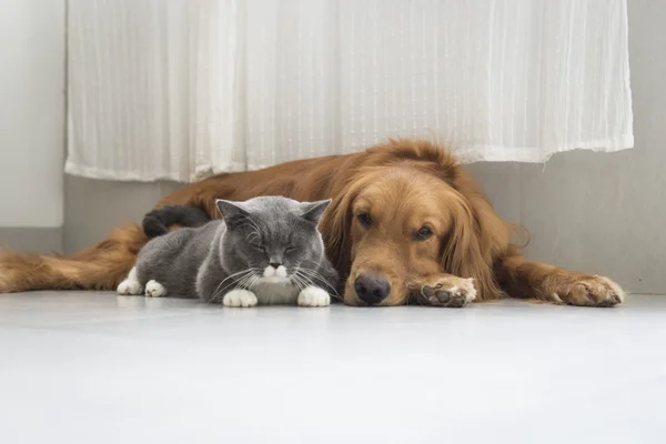 Kediler ve köpekler birlikte yatmak — Stok fotoğraf