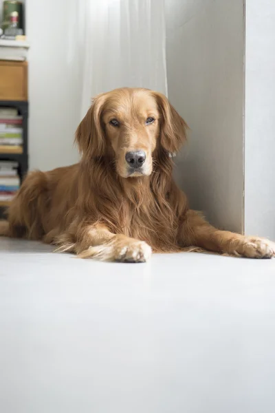 Den golden retriever liggande på golvet — Stockfoto