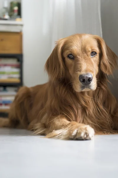 El golden retriever tendido en el suelo — Foto de Stock