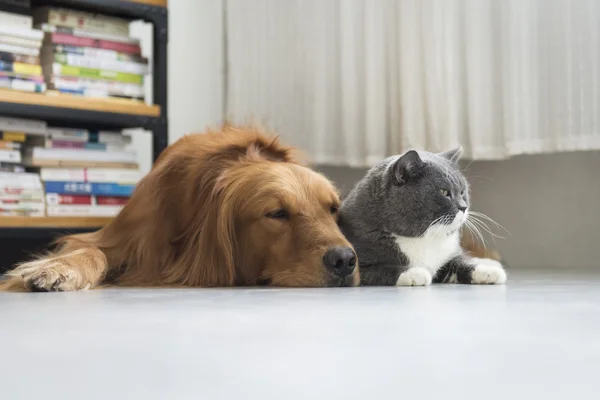 Psy i koty razem przytulić — Zdjęcie stockowe