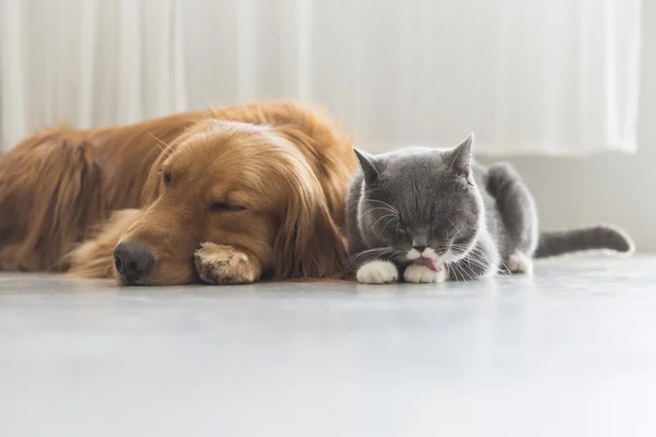 Kediler ve köpekler birlikte yatmak — Stok fotoğraf