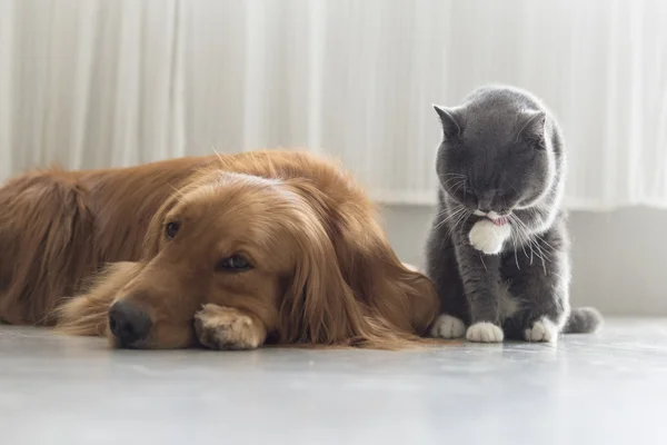 Hundar och katter gosa tillsammans — Stockfoto