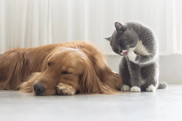 Kutyák és macskák odabújik együtt — Stock Fotó