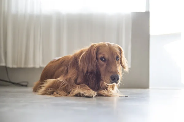 El golden retriever tendido en el suelo — Foto de Stock