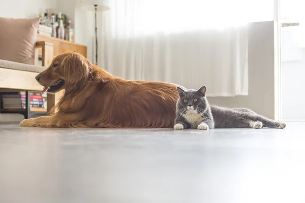 Cani e gatti coccolati insieme — Foto Stock