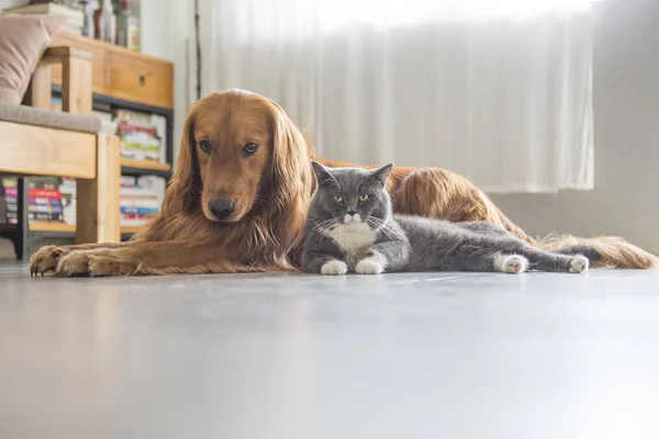 Dogs and cats snuggle together — Stock Photo, Image