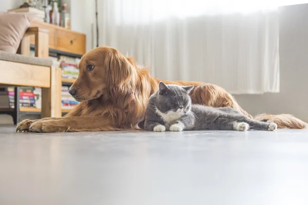 Hundar och katter gosa tillsammans — Stockfoto