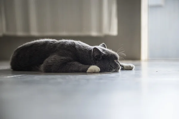 El gato canoso tendido en el suelo — Foto de Stock