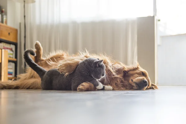 Kediler ve köpekler birlikte yatmak — Stok fotoğraf
