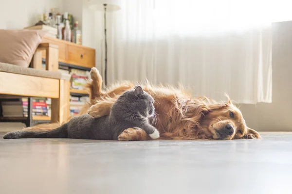 Kediler ve köpekler birlikte yatmak — Stok fotoğraf