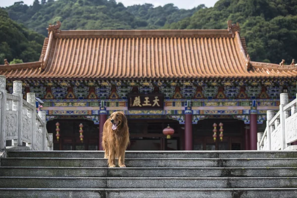 Il cane in piedi davanti al tempio — Foto Stock