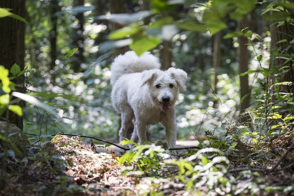 Cão brincando na floresta — Fotografia de Stock