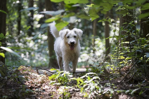 Cão brincando na floresta — Fotografia de Stock