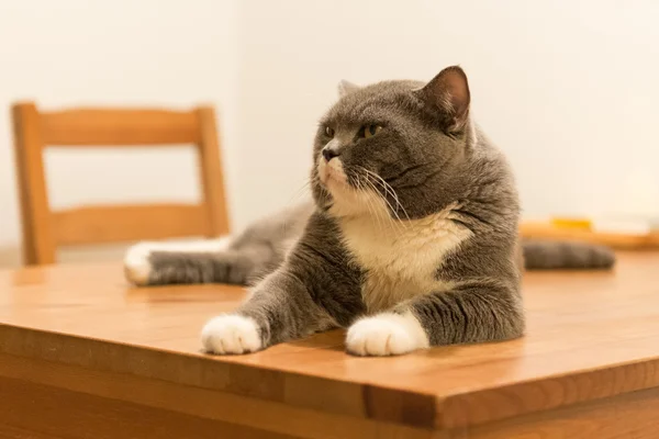 Den grå katten liggande på bordet — Stockfoto