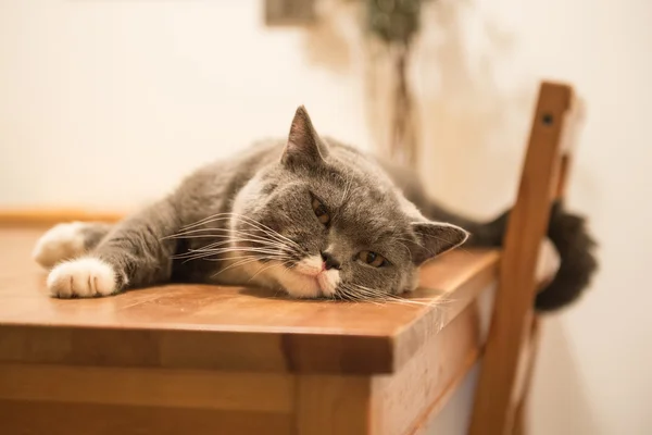 O gato cinza deitado na mesa — Fotografia de Stock