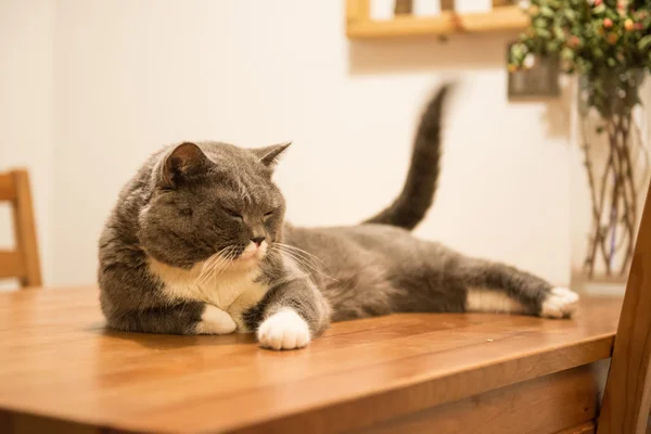 El gato gris acostado en la mesa — Foto de Stock