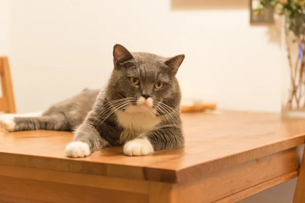 El gato gris acostado en la mesa — Foto de Stock