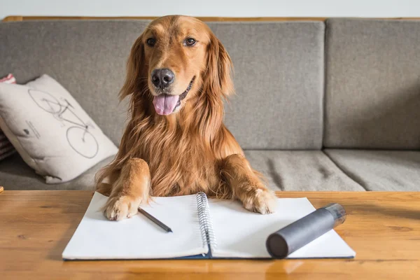 The cute Golden Retriever — Stock Photo, Image