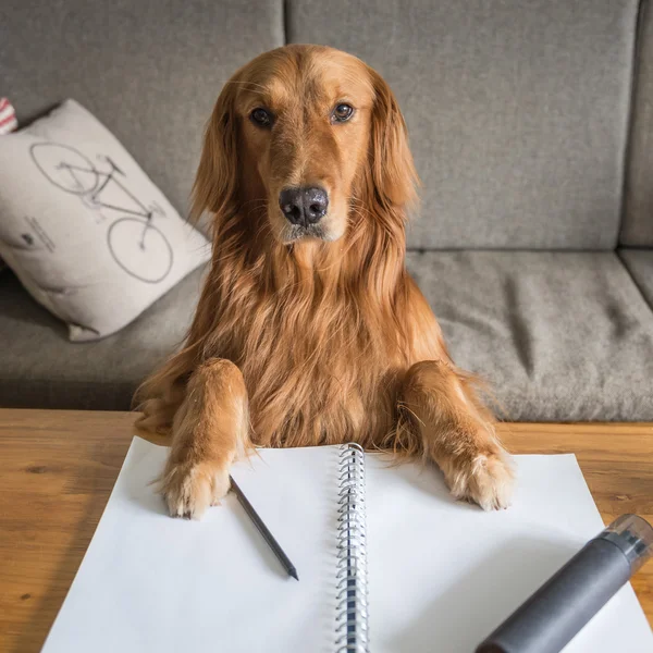 The cute Golden Retriever — Stock Photo, Image