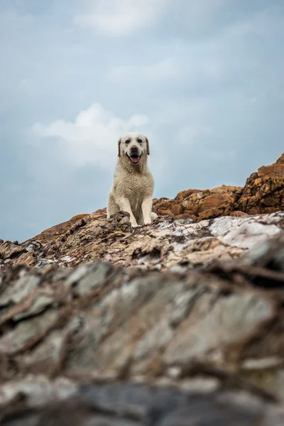 O cão nas pedras da praia — Fotografia de Stock