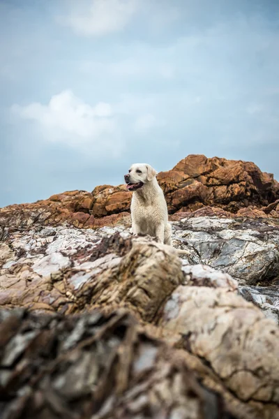 O cão nas pedras da praia — Fotografia de Stock