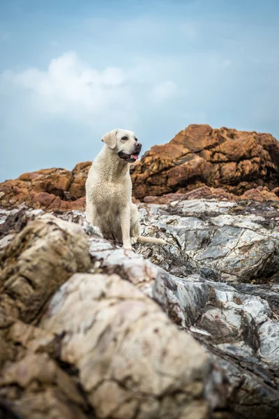 O cão nas pedras da praia — Fotografia de Stock