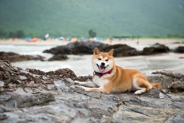 O cão nas pedras da praia — Fotografia de Stock