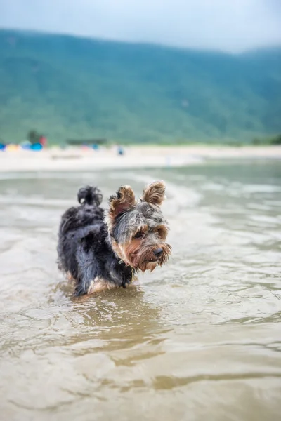 狗在沙滩上玩 — 图库照片