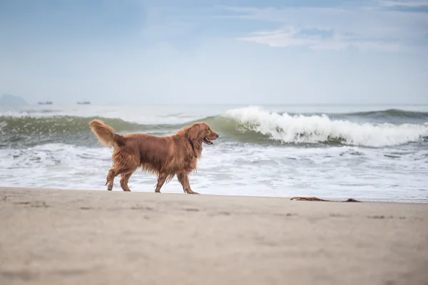 Το golden retriever παίζοντας στην παραλία — Φωτογραφία Αρχείου