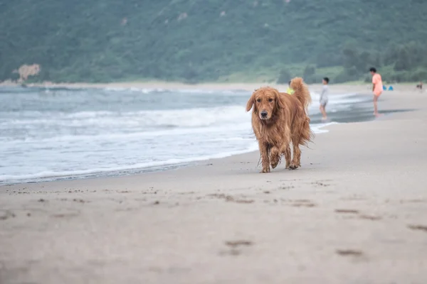 Το golden retriever παίζοντας στην παραλία — Φωτογραφία Αρχείου