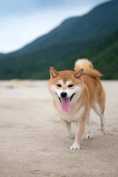 Ο σκύλος που παίζει στην παραλία — Φωτογραφία Αρχείου