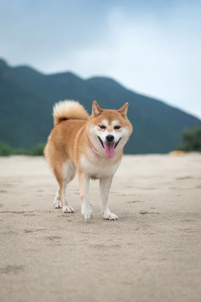 Ο σκύλος που παίζει στην παραλία — Φωτογραφία Αρχείου