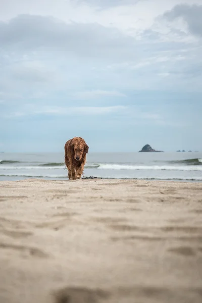 Το golden retriever παίζοντας στην παραλία — Φωτογραφία Αρχείου