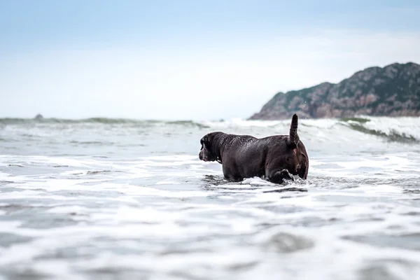 拉布拉多犬在海滩玩 — 图库照片