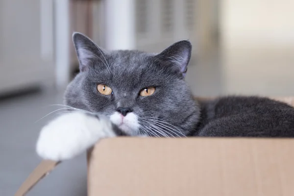 Karton kutunun içinde saklanıyor kedi — Stok fotoğraf