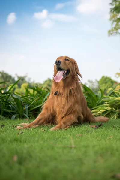 Le golden retriever couché sur l'herbe — Photo