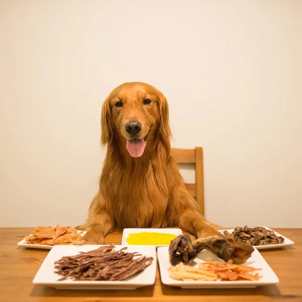 金毛猎犬在桌旁吃饭 — 图库照片