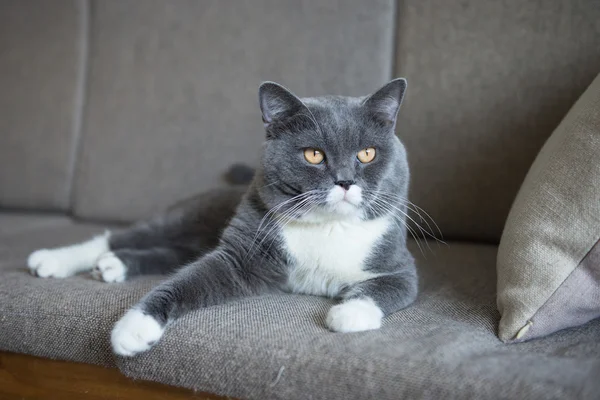 Szary kot leżący na kanapie — Zdjęcie stockowe