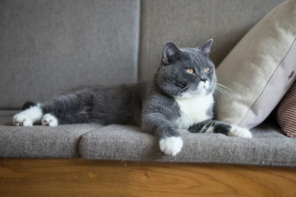 Kanepede yatan Gri kedi — Stok fotoğraf