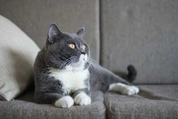 ソファーで横になっている灰色の猫 — ストック写真