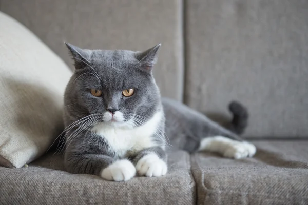 소파에 누워 회색 고양이 — 스톡 사진