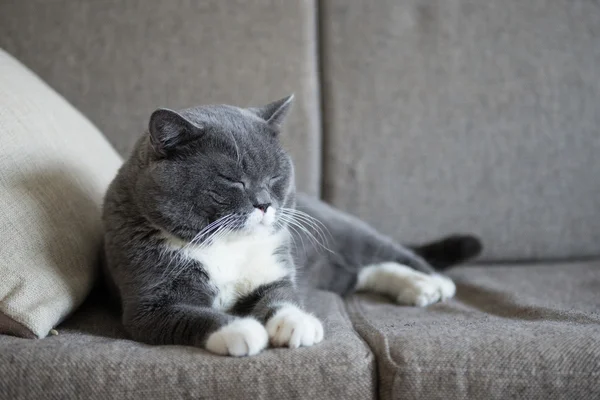 O gato cinza deitado no sofá — Fotografia de Stock