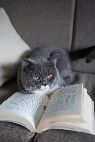 Сірий кіт читає книгу — стокове фото