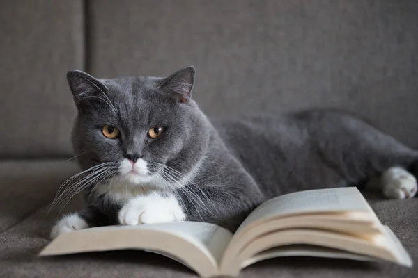 Сірий кіт читає книгу — стокове фото
