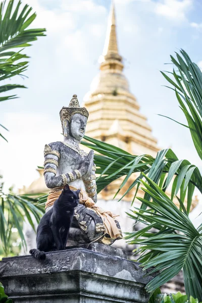 Tomado en Tailandia templo gato — Foto de Stock