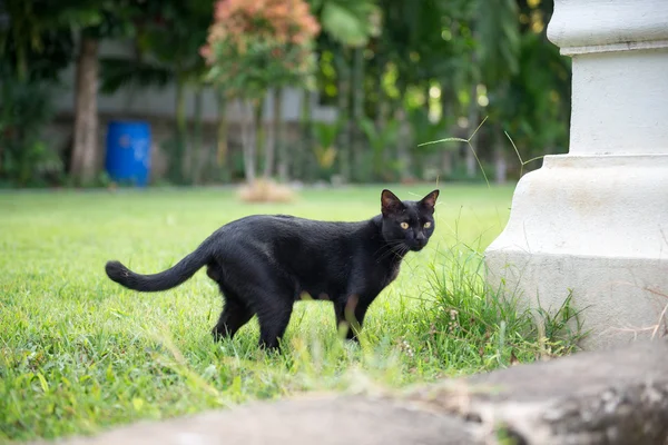 Tomado em Tailândia templo gato — Fotografia de Stock